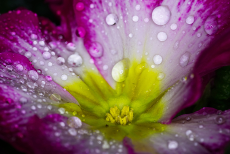 macrofotografie van een bloem