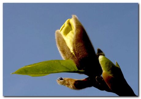 Magnolia III