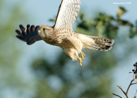 Torenvalk in de vlucht