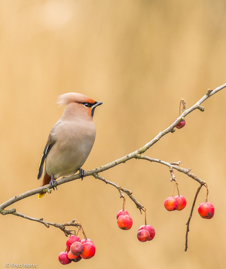 Pestvogel