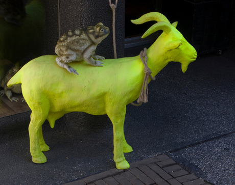 Goat and toad