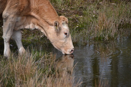 drinkende koe