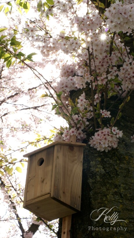Birdhouse in spring