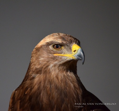 Roofvogel portret!