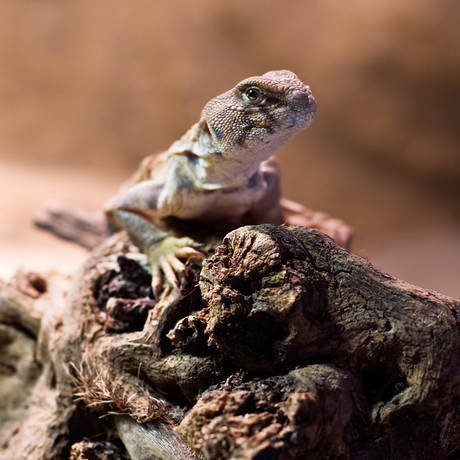 Uromastyx Ocellata