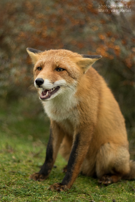 Vulpes Vulpes