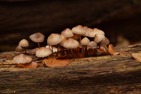 Dorpje in het bos 