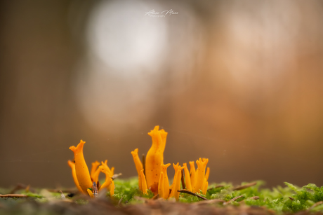 Dnepropetrovsk tanasi sikish Hammomdan jinsiy aloqa haqida video