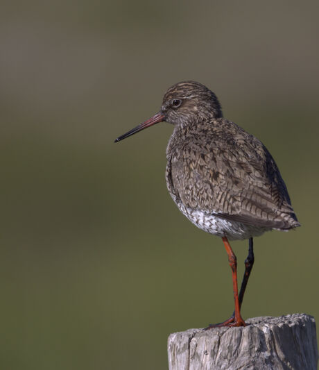 Tureluur in plan Tureluur