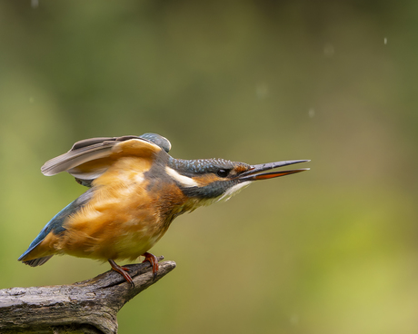 Ijsvogel Ready for Take off