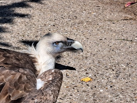 Gier in dierenpark Amersfoort