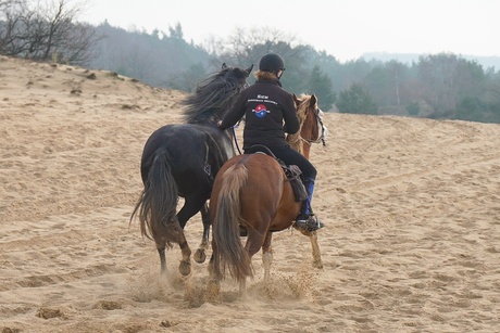 Paarden op de zandverstuiving