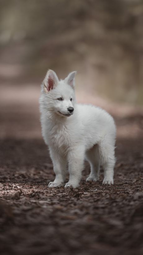 Pup Hugo