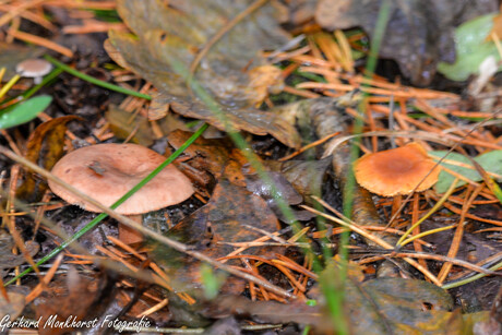 Paddenstoelen in de herfst