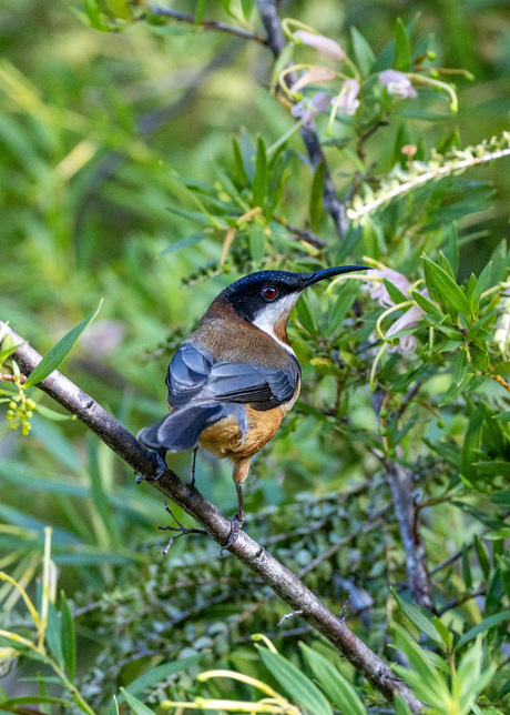 Eastern Spinebill