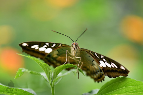 Parthenos sylvia