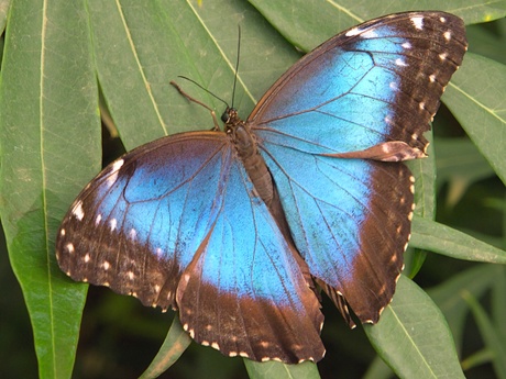 Blauwe morpho vlinder 