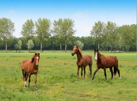 Paarden in de wei