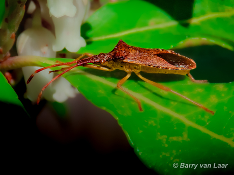 Insecten leven!