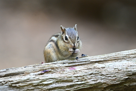 Siberische Grondeekhoorntjes 