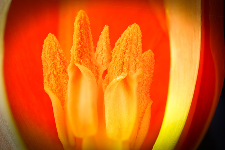 Inside tulip