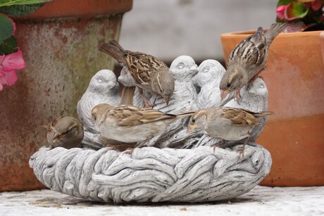 Musjes in een Groningse tuin