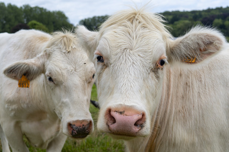 Dringend naar de haarkapper