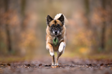 Volle focus op de bal