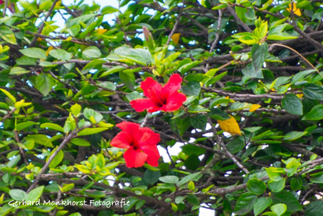 Hibiscus