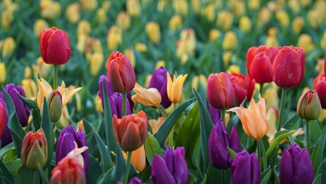 Tulpenkleuren