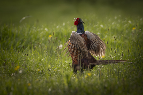 Fazant laat van zich horen
