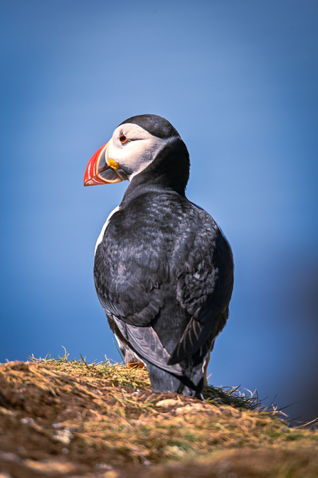 Puffin