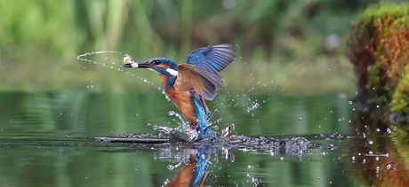 ijsvogel