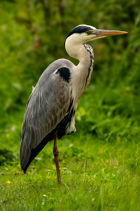 Reiger