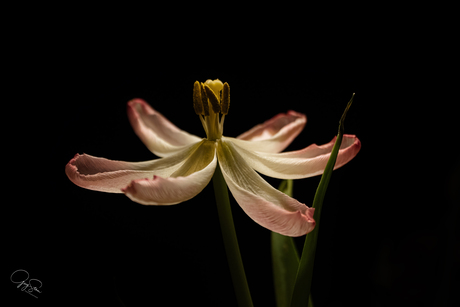 De natuur van een tulp