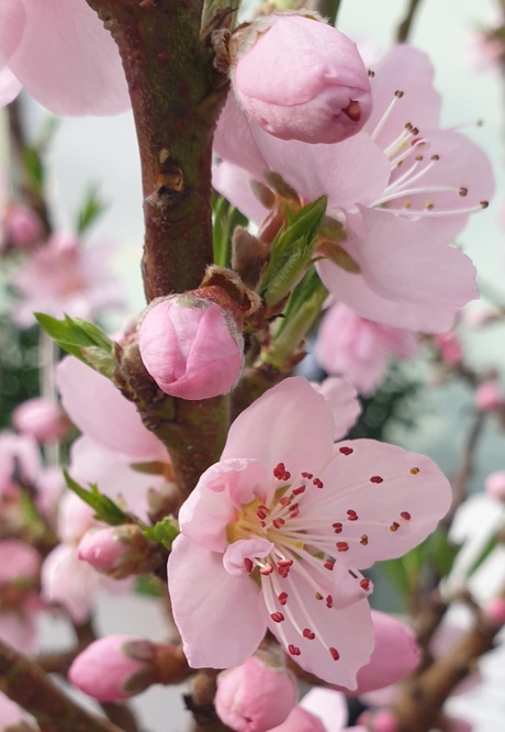 Nectarinebloesem