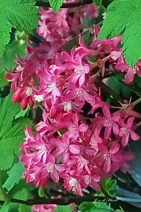 Ribus kondig de lente aan