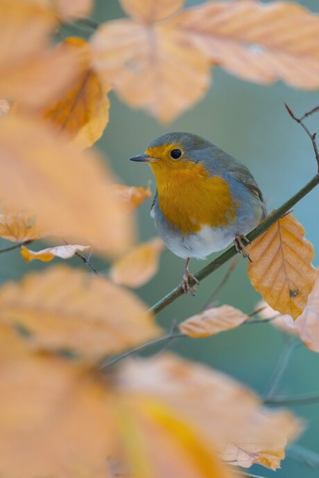 Roodborst omringt door BeukenblD