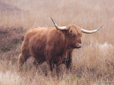 Schotse hooglander 