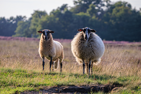 heideschapen