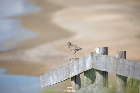 Tureluur in Waalenburg op Texel.