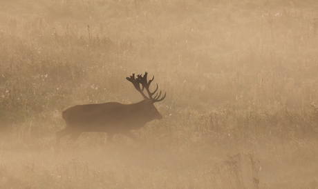 Hert in vroege ochtend 