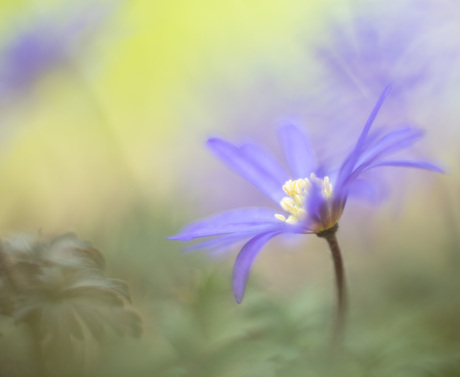 Fields of blue