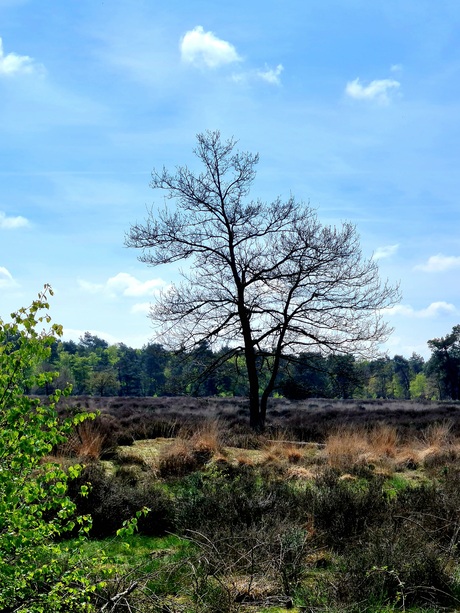 Drunense duinen 