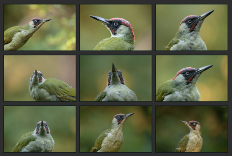 Collage Portret Groene specht 