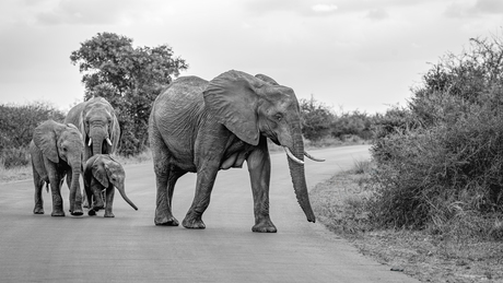 Familie olifant Kruger Park