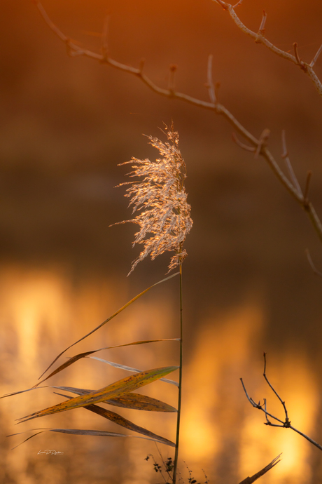 Zonsopgang kleurt het gewas