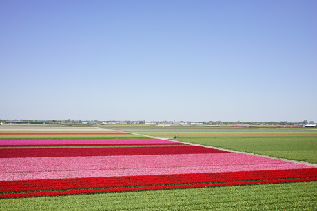 Veld tulpen