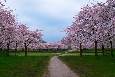 Bloesempark in het Amsterdamse Bos