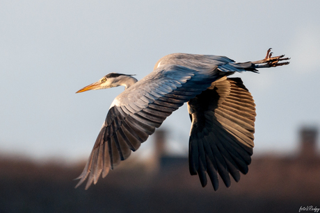 Reiger